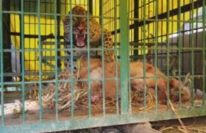 Bahraich: The female leopard who injured five villagers was caught, preparations to be released in the forest ... see video