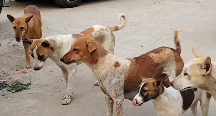 The unique campaign of 'Helmet Man' constable Dhananjay of Bhagalpur: An example made for animals… see video