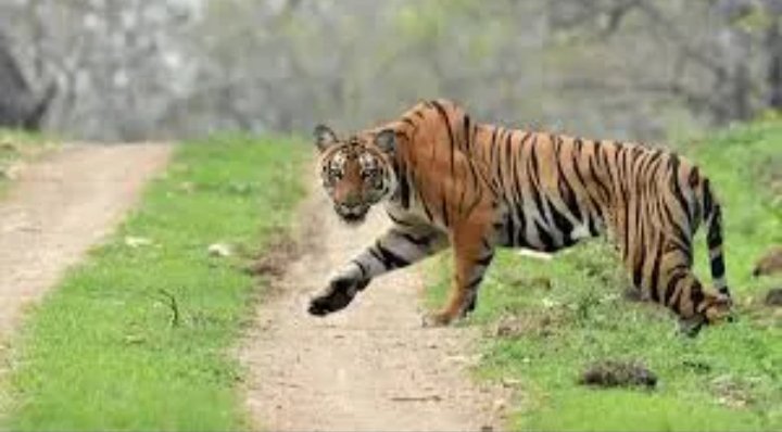 Tiger havoc in Chandrapur, Maharashtra: painful death of five women in three days