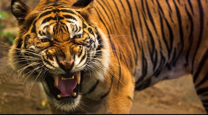 Tiger havoc in Chandrapur, Maharashtra: painful death of five women in three days