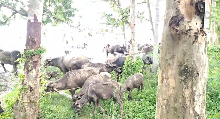 Large action of Bhagalpur police on animal trafficking, hundreds of cattle recovered from four trucks, three smugglers arreste