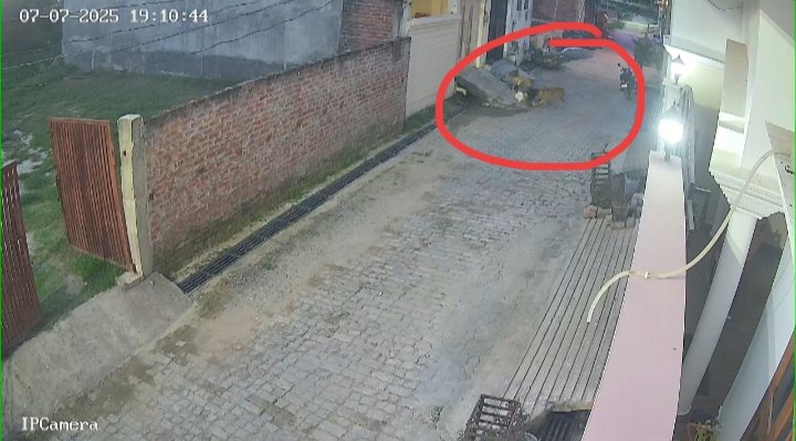 In Kushinagar, a flock of dogs scratched a five -year -old child, the life of the woman's bravery ... See Video
